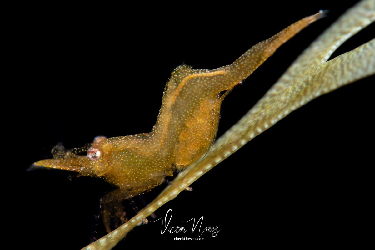 Check the Sea tweet media