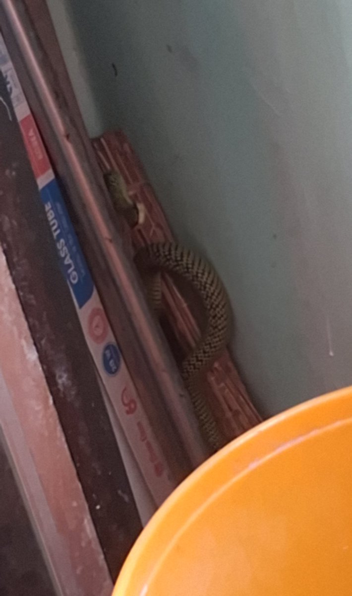 Ath Ath 🐱🐶✏️ tweet media