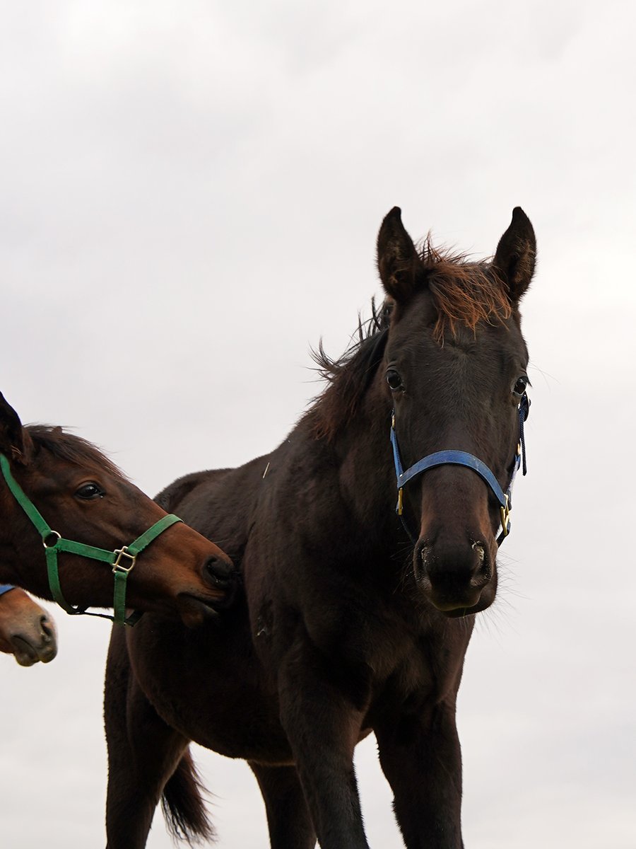 お兄さんが年度代表馬に選出されましたよ🙌表情にまだあどけなさを残す