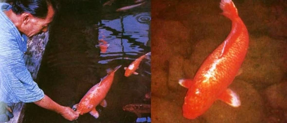 Dr_TheHistories's tweet image. Hanako was a koi fish who died at the age of 226. In 1966, two of her scales were removed and extensively studied to determine her age. She was the longest living koi fish (circa 1751 – 7 July 1977).”

Hanako’s story is one of the most remarkable examples of longevity in the…