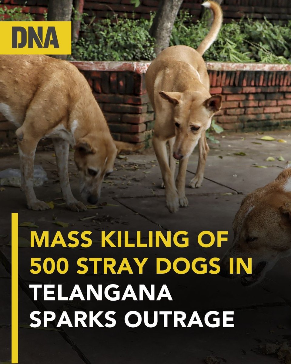dna's tweet image. In Telangana's Kamareddy and Hanamkonda districts, more than 500 dogs have been poisoned to death in an alleged attempt to fulfill a promise made during the recent Gram Panchayat elections to address the stray dog ​​problem. 

#Telangana #StrayDogs #DNAUpdates