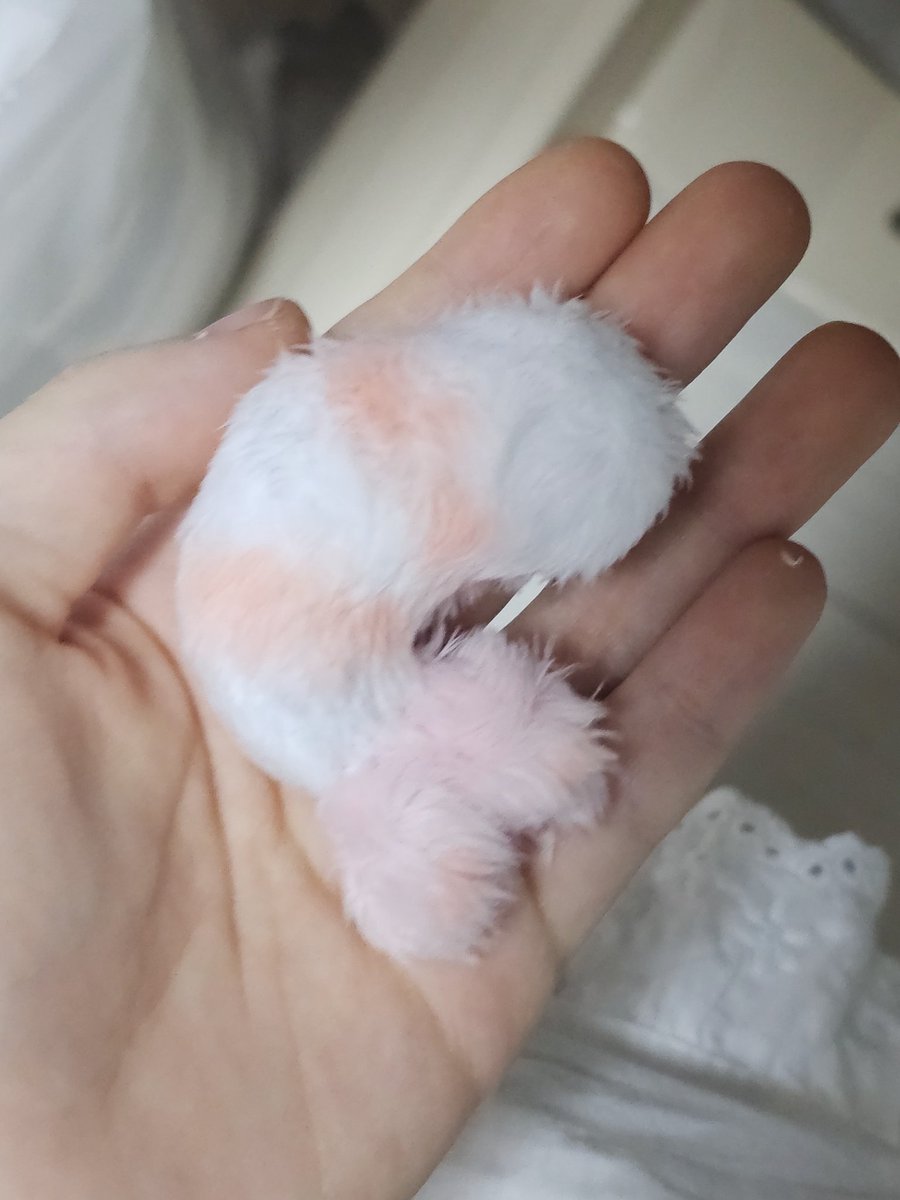 새우도시락 인형