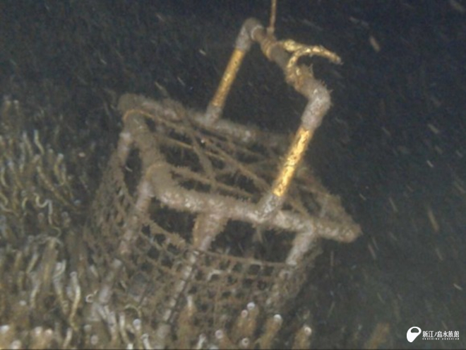 2017年と2023年に錦江湾 (鹿児島湾) に 沈めたクジラの骨を回収する