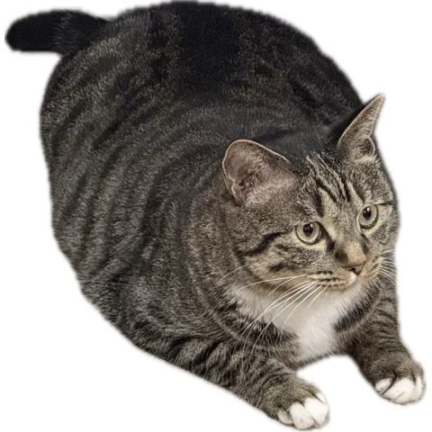 虾仁炒面 tweet media