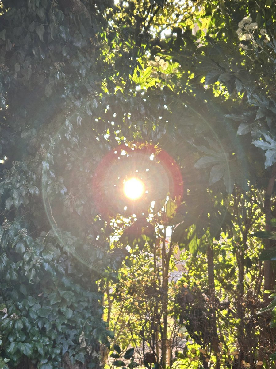 今日は一粒万倍日🌾

樹々の間から
御日様をキャッチ♡

明日も
健やかに過ごせますように

#お福わけ