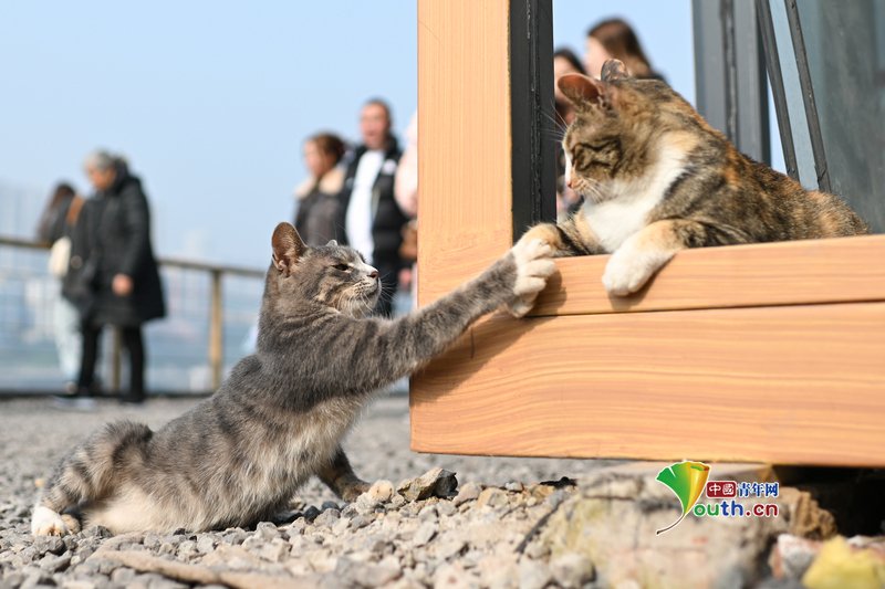 YouthChina's tweet image. On January 13, 2026, in #Chongqing, a #cat-themed park has recently opened in Chongqing, quickly becoming a local hotspot for social media check-ins. Hundreds of rescued stray cats have been collectively “employed” here, “working” to earn cat treats. #cuteanimals #cat #park