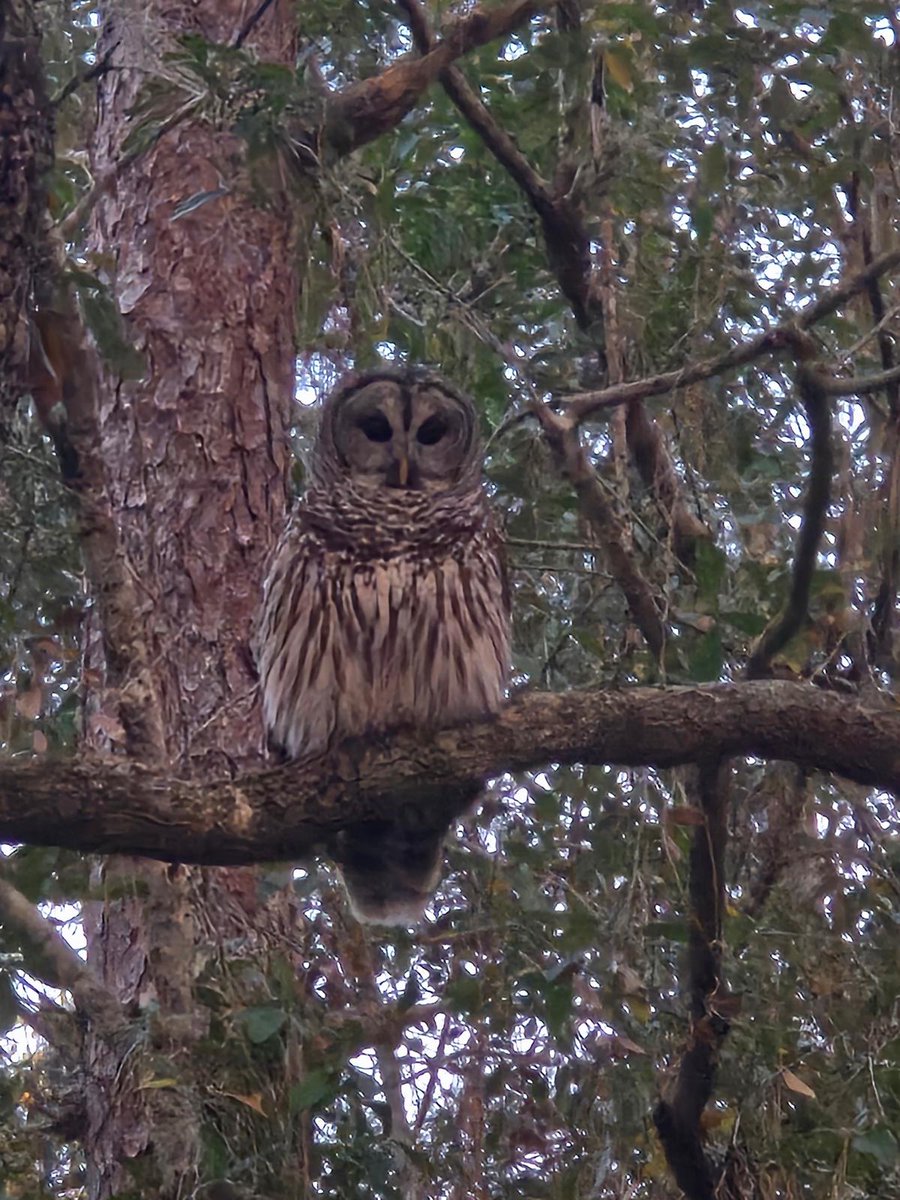 La_Calmen's tweet photo. @Noreason1912 @V_Lady2024 Here, in Orlando area, Fl, amazing creature! https://t.co/ktVo9wLGbJ