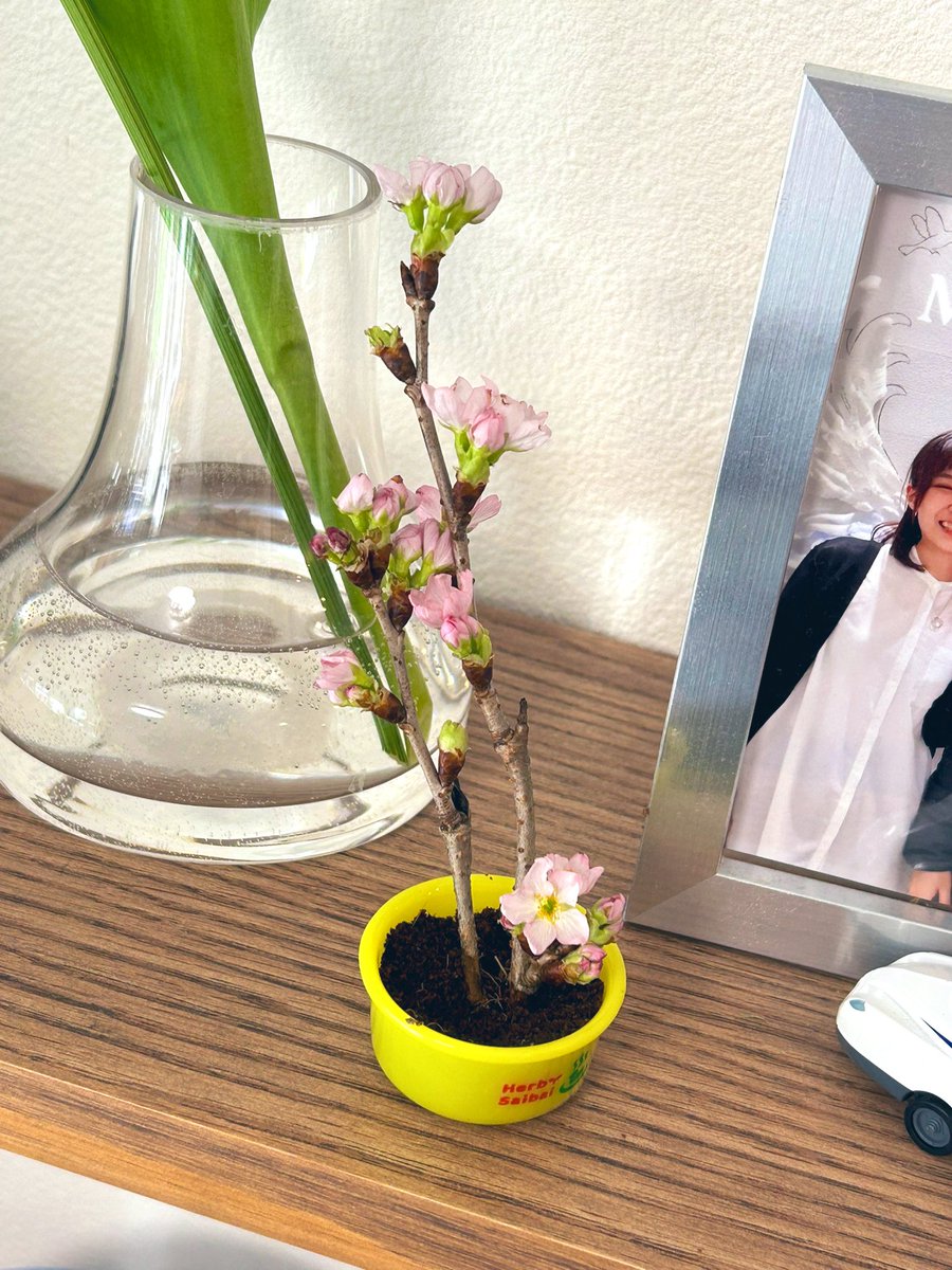 izcaki's tweet photo. 適当にさした桜、咲いてる！！
木は強いな！
チューリップもかわいい。 https://t.co/MCaZC0EIMN