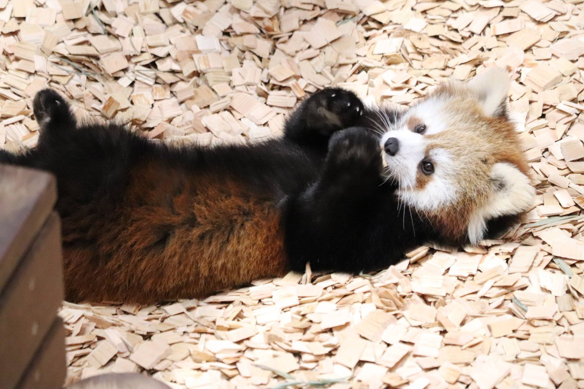 あのーー！
展示場にぬいぐるみが落ちてますよー！🧸😂

📷2026/1/11

#日本平動物園 #レッサーパンダ #ななこ