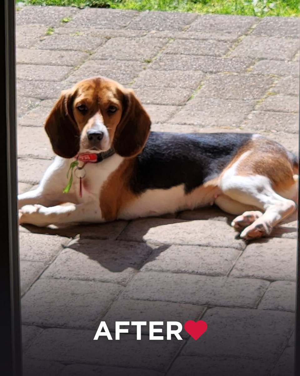 Beagle Freedom Project tweet media