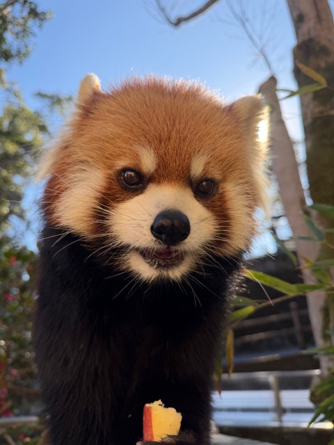 2026年も変わらずりんご大好きな　＃レッサーパンダ　＃メロディ　です♪りんごを食べて舌を出している顔、りんごが欲しくて真面目な顔、いろんな表情を見せてくれます♪
#マグマシティ　＃主食はあくまで竹です