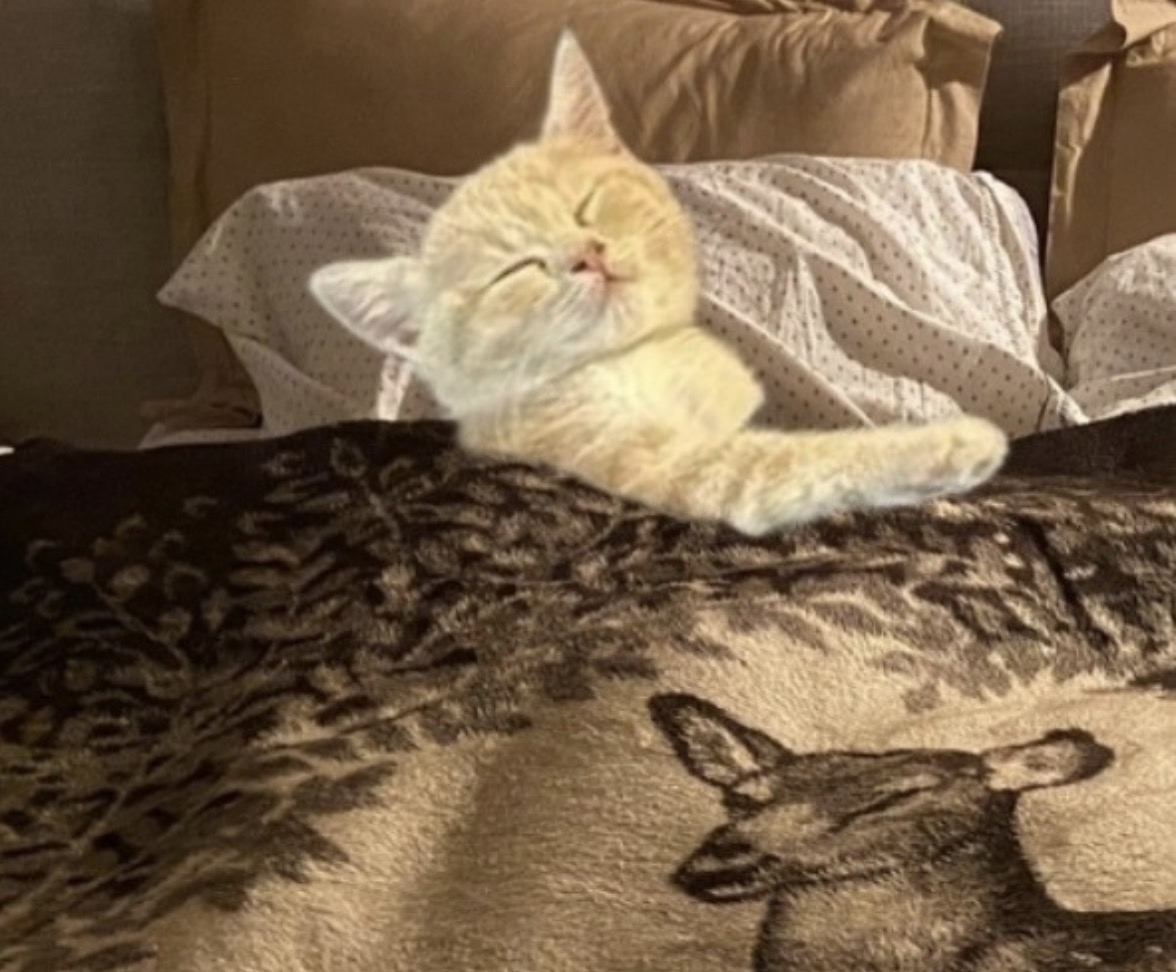 Yo al segundo que llego a casa después de estar en cualquier lugar: