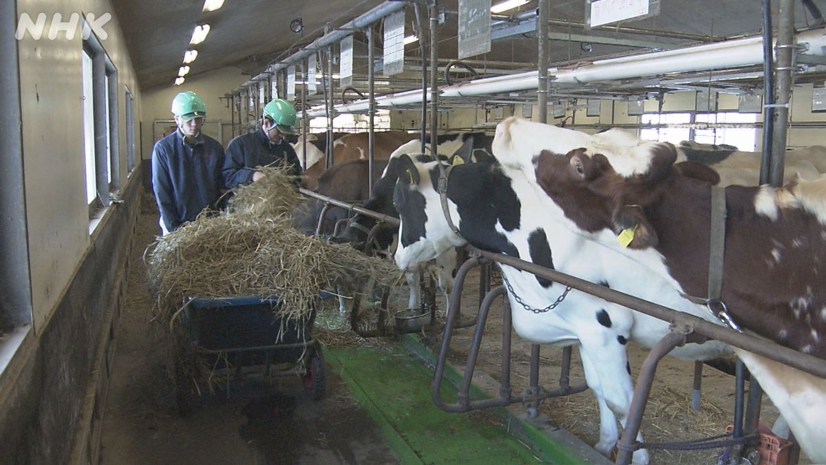 nhk_morioka's tweet photo. 昨秋、
全国から勝ち抜いた380頭が出場した
牛の品評会🐂🐄
そこで上位に入賞した盛岡農業高校🏫
 
きょうのおしえてくださいは
#渡辺あいみ キャスターが
 
盛岡農業高校で
#ホルスタイン の飼育管理の
ノウハウなどを教わります🐮💖
 
#おばんですいわて は⏰午後6：10～
https://t.co/wGozTbiOLl https://t.co/KLdOdB2tWg