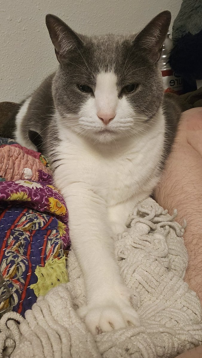 itskatsheet's tweet image. Hey goirl. Let's hold hams.