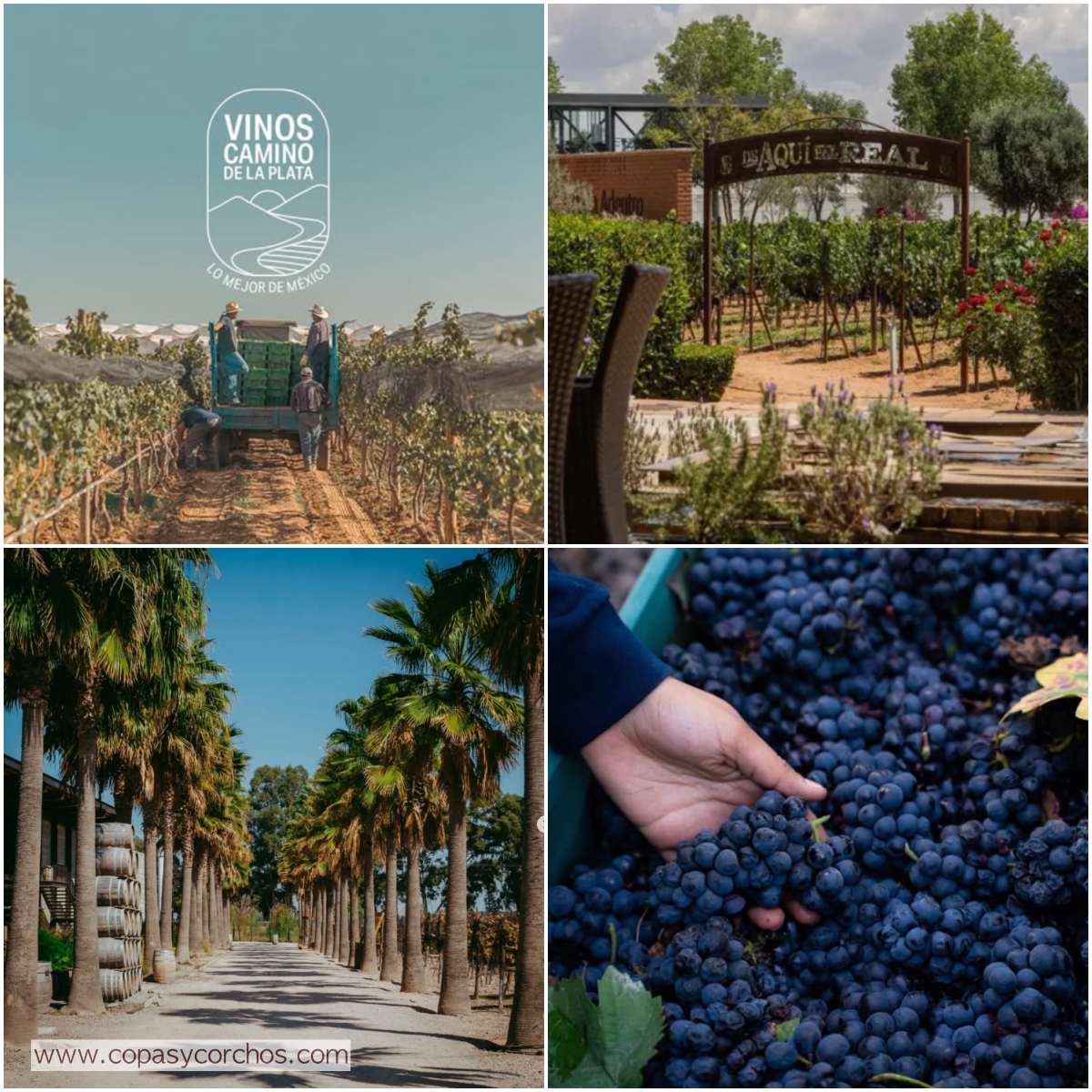 copasycorchos's tweet photo. Vinos Camino de la Plata: Forjando la Nueva Identidad Vitivinícola del Corazón de México

https://t.co/YQ8Bpv71N3 https://t.co/D54ehFdX09