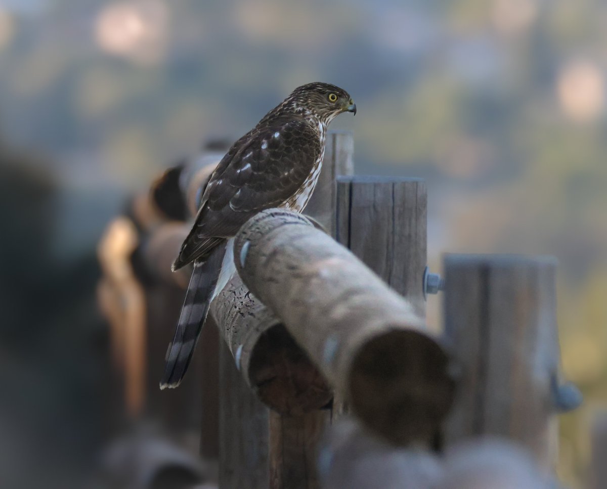 Mark Robertson tweet media