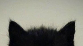 IYA #1 fan tweet media