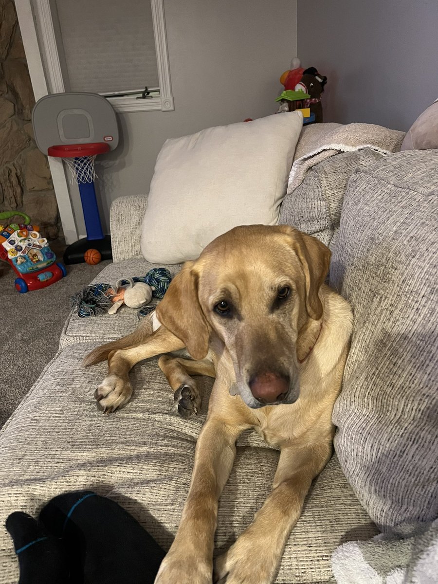 dalysshanson's tweet image. Mans best friend always open to hear about the post game talk after a fun night of hoops. Now tuning in for this fantastic Georgetown vs Creighton game 🏀🏆