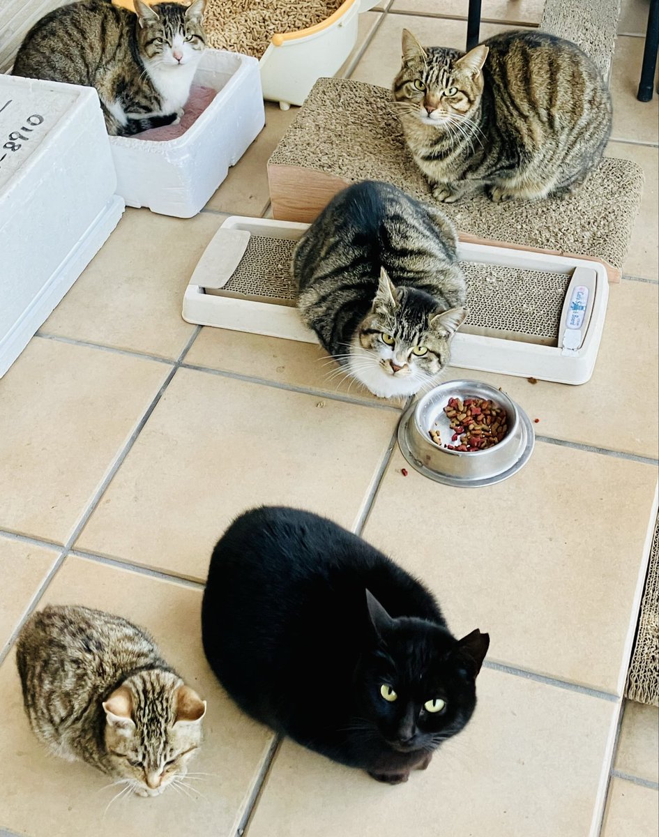 家に来るようになった野良猫4匹の避妊・去勢手術が無事に終わりました🐈
捕獲できるか不安でしたが、全員無事でひと安心！
野良猫が少しでも減り、人と猫が穏やかに暮らせるよう、これからも自分にできることを続けていきたいです✨
