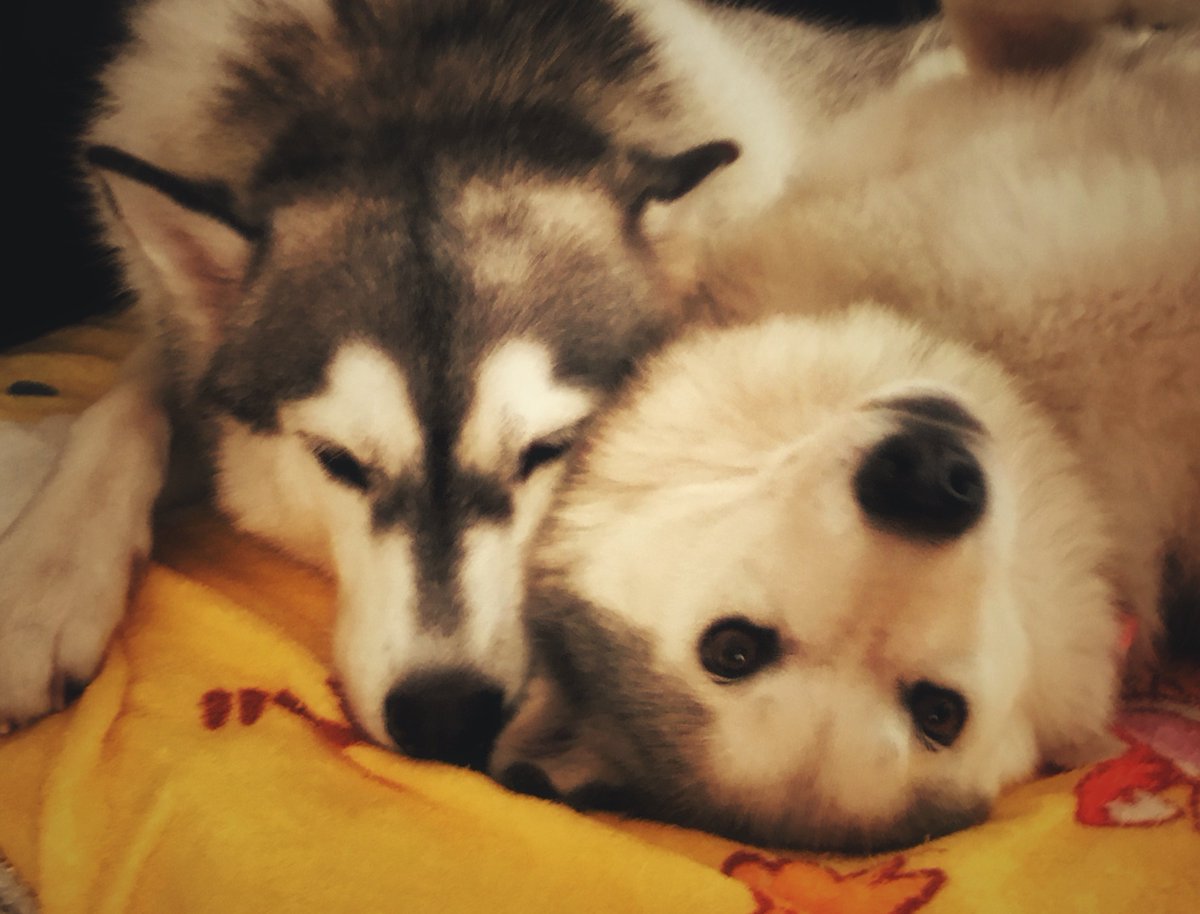 アルフ
大好きだよ愛してるよ
ゆっくり休んでね
クレアと待っててね