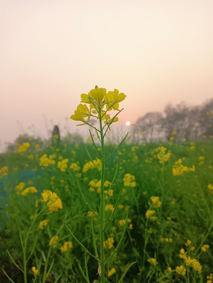यहां हर किसी को दरारों में झांकने की आदत है 
दरवाज़े खोल दो कोई पूछने तक नहीं आएगा!

#ज़िंदगीनामा