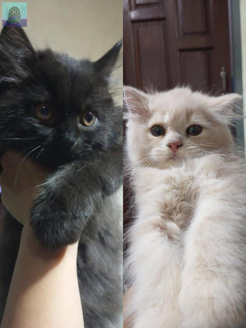 tanyakanrl's tweet image. 💚 menurut kalian bagusnya yg kanan namanya apa ya? Soalnya yg item udh dipanggil RAWON