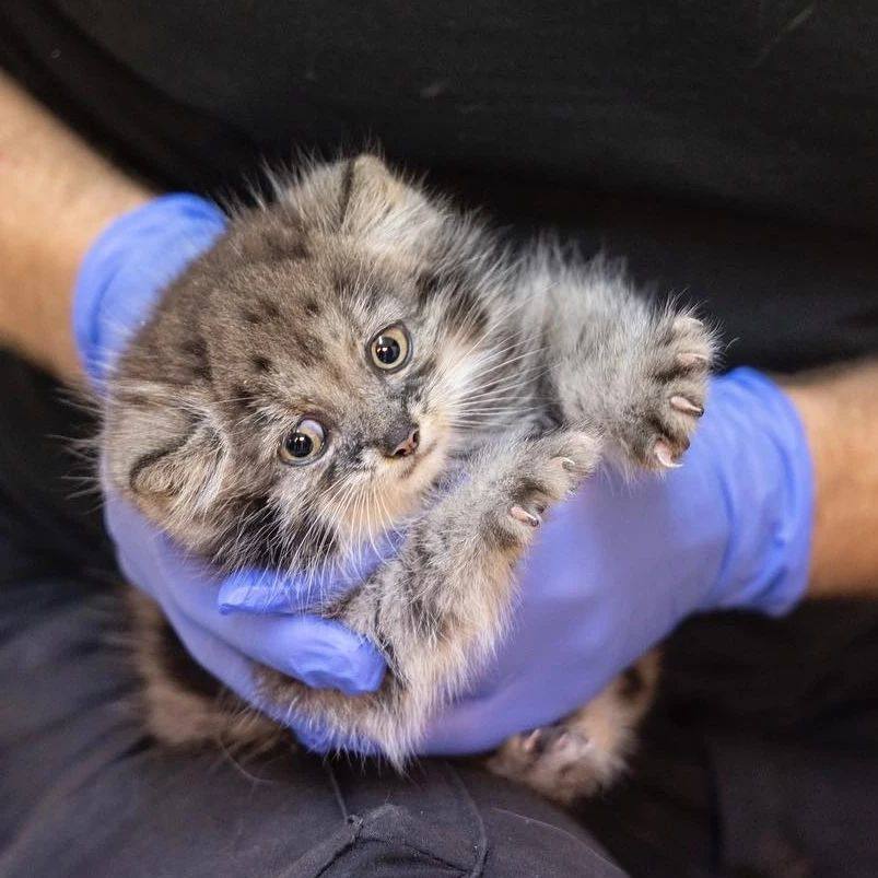 DailyManul's tweet image. 