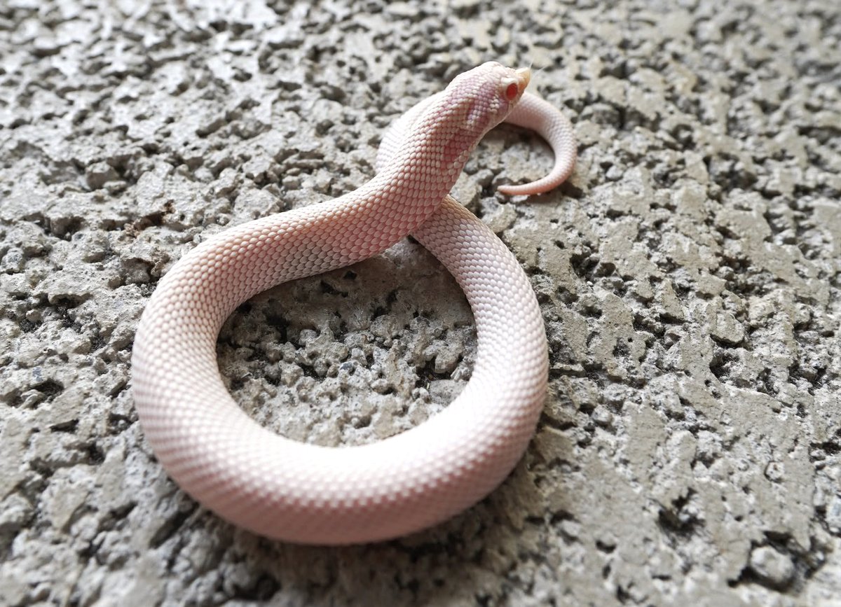 ReptileJk's tweet photo. ❤️🤍❄️🐽❄️🤍❤️

Super Beautiful Girl🐍

2025 Snow Super Anaconda 

Thanks, 
JK Reptile Company

Website 
https://t.co/VRCeoM1XPP

#豬鼻蛇
#hognosesnakes
#snake
#玩具蛇
#寵物蛇
#シシバナヘビ
#파충류
#爬虫類 https://t.co/HkhxcYilJp