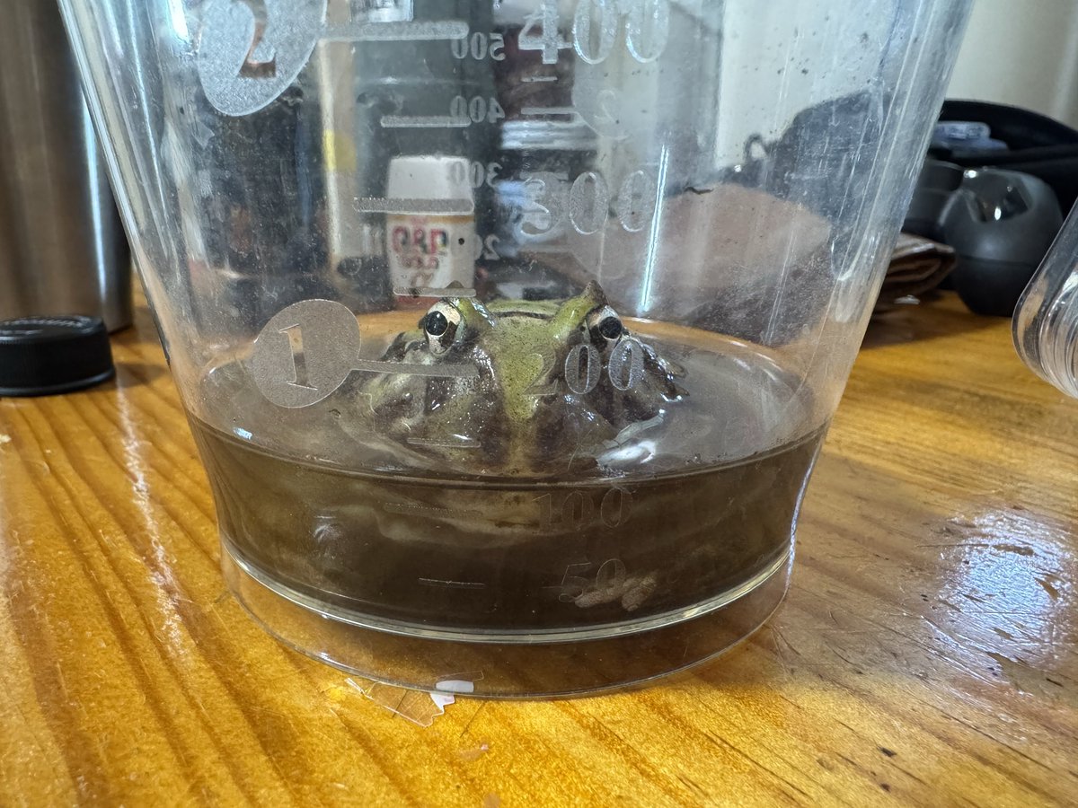 AngryBudget's tweet image. 水125ccにマリモ一個を加えて薄皮がめくれるまで30分待ちましょう。