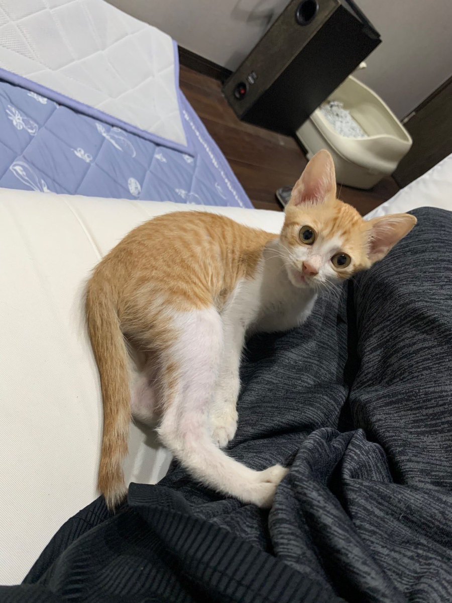 夏に捨てられて衰弱しており、兄夫婦が保護しました。名前は茶虎（ちゃ