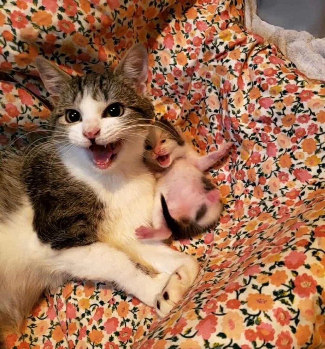 ThePetsX's tweet image. AAAAAAAAAAaaaaaaaa