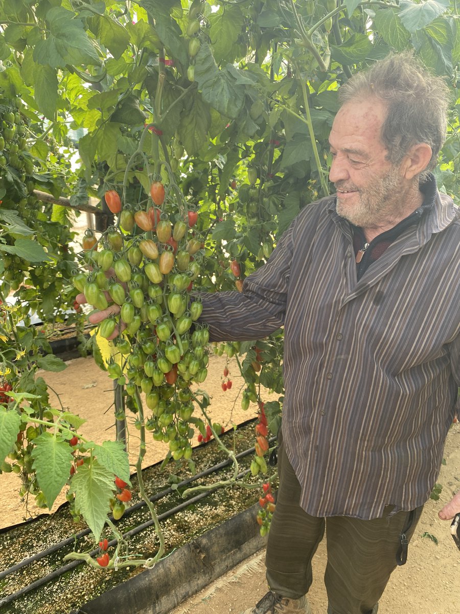 Abrametto RZ
• Υβρίδιο τομάτας τύπου βελανίδι με Yψηλή ανθεκτικότητα(HR) στoν ιό της Καστανής Ρυτίδωσης
• Ιδανικό για καλλιέργεια όλο τον χρόνο με υψηλή παραγωγή λόγω των πολλαπλών ταξιανθιών
• Πολύ καλή διατηρησιμότητα καρπών και υψηλά επίπεδα Brix (εξαιρετικά γλυκός καρπός)