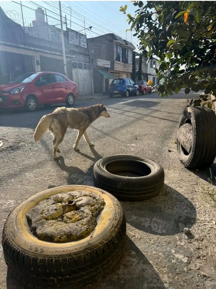 Abandonaron estas Huskys, las tenían en un taller mecánico y las sacaron a la calle, alguien que les de hogar temporal o las quiera adoptar

Info: 5535081847 (what’s porfavor)
<a href="/c4jimenez/">Carlos Jiménez</a>
<a href="/Mr_Civico/">🎙️ ᗰᖇ. ᑕíᐯIᑕO ®🇲🇽₿ ✖️</a>