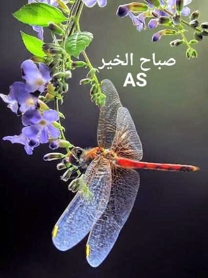 يقول:
"فحضنتها حضن الضعيف وبكت
كم حزناً مرّ عليها وما اشتكت
ما بعمرها حتى على الجدار اتّكتْ
تضحك منذ عرفتها
واليوم أبكتني حين بكتْ..
..لا أحد سيعرف إلى أي مدى أنت متعب، فظاهرك منظم،وتفاصيلك الهادئة لا تشير بمقدار التعب الذي تضمره، ولأنك تبتسم كثيراً
لن يشعر بك أحد "!