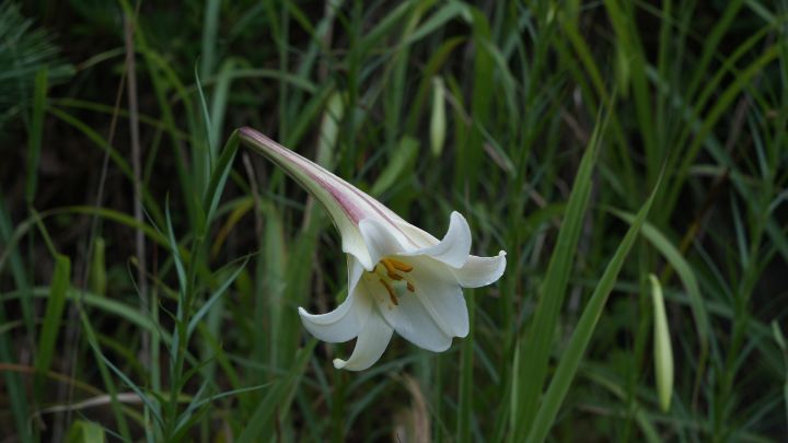 Hawk3330's tweet image. Art of the Day! "Lily２". Buy at: ArtPal.com/HawkOren?i=301…