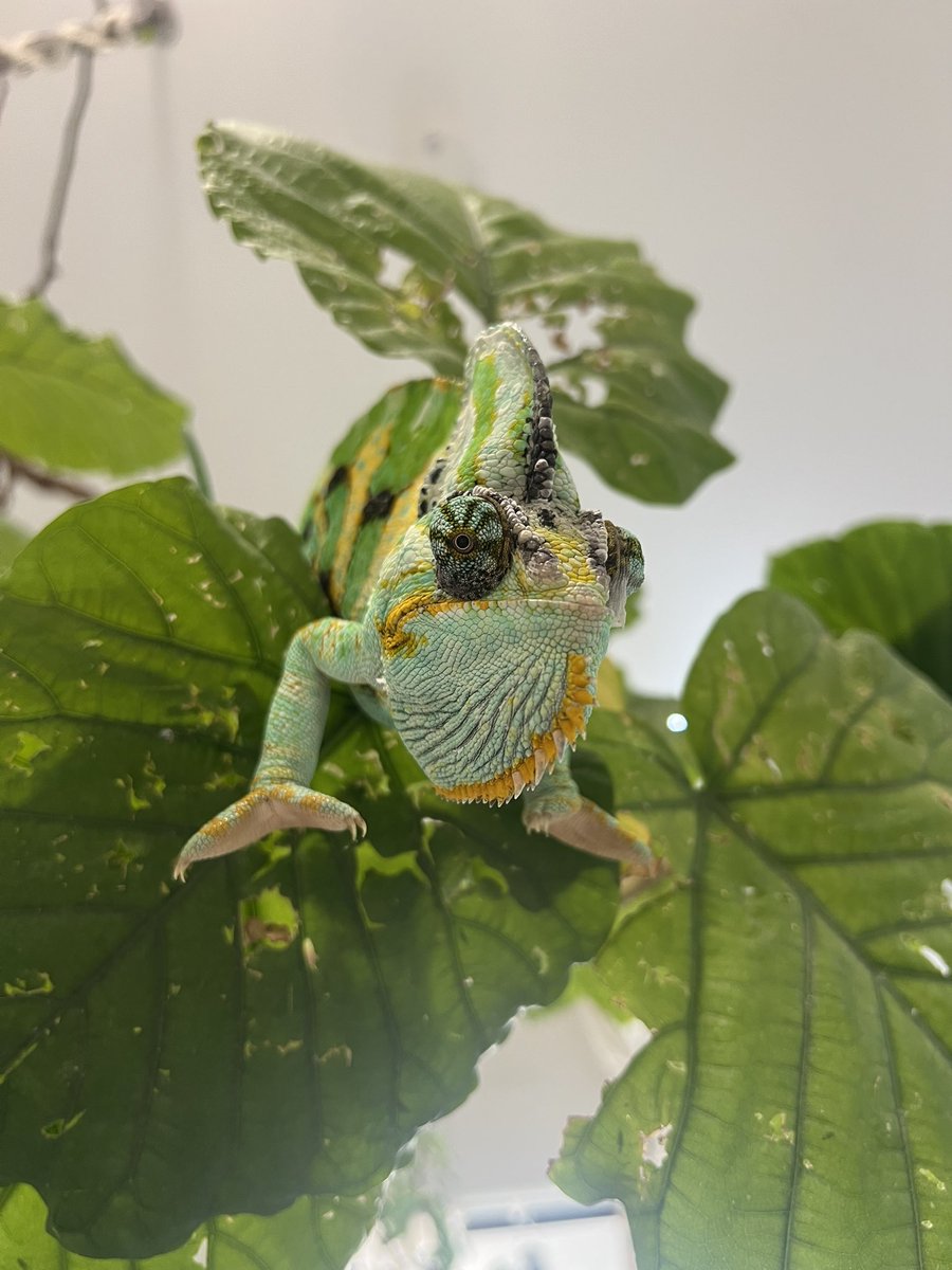 ルチアーノ (@3chillnekoZ) / Posts / X