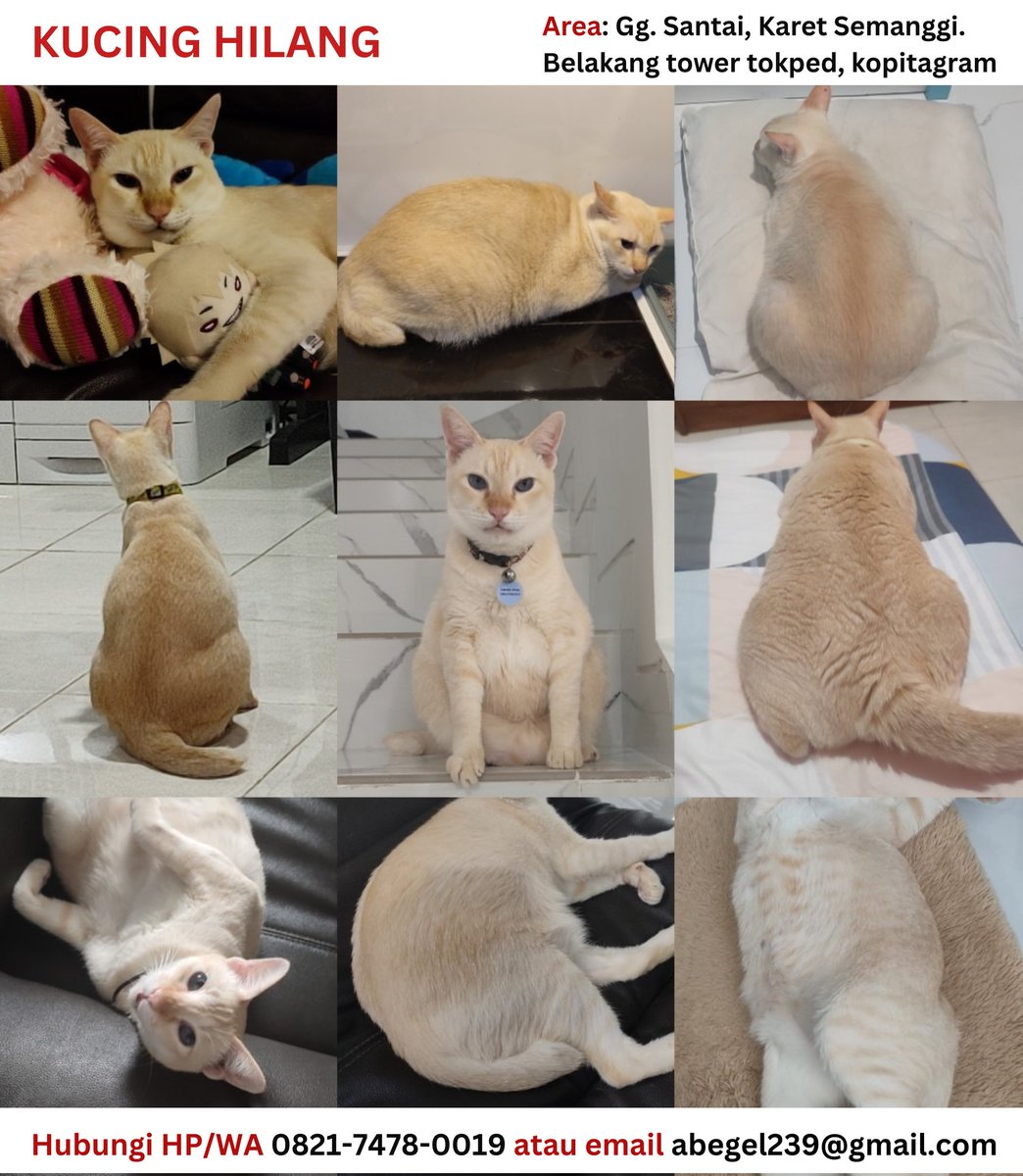 [update]

udah ada kabar dari warga sana kalau Bulbul baru muncul tengah malam. kemarin dan semalam udah coba ditangkap tapi belum berhasil karena dia lari ketakutan...

wml semoga hari ini beneran berhasil bawa pulang dia🙏 

kalau ada lagi yg liat Bulbul bisa diinfo yaa