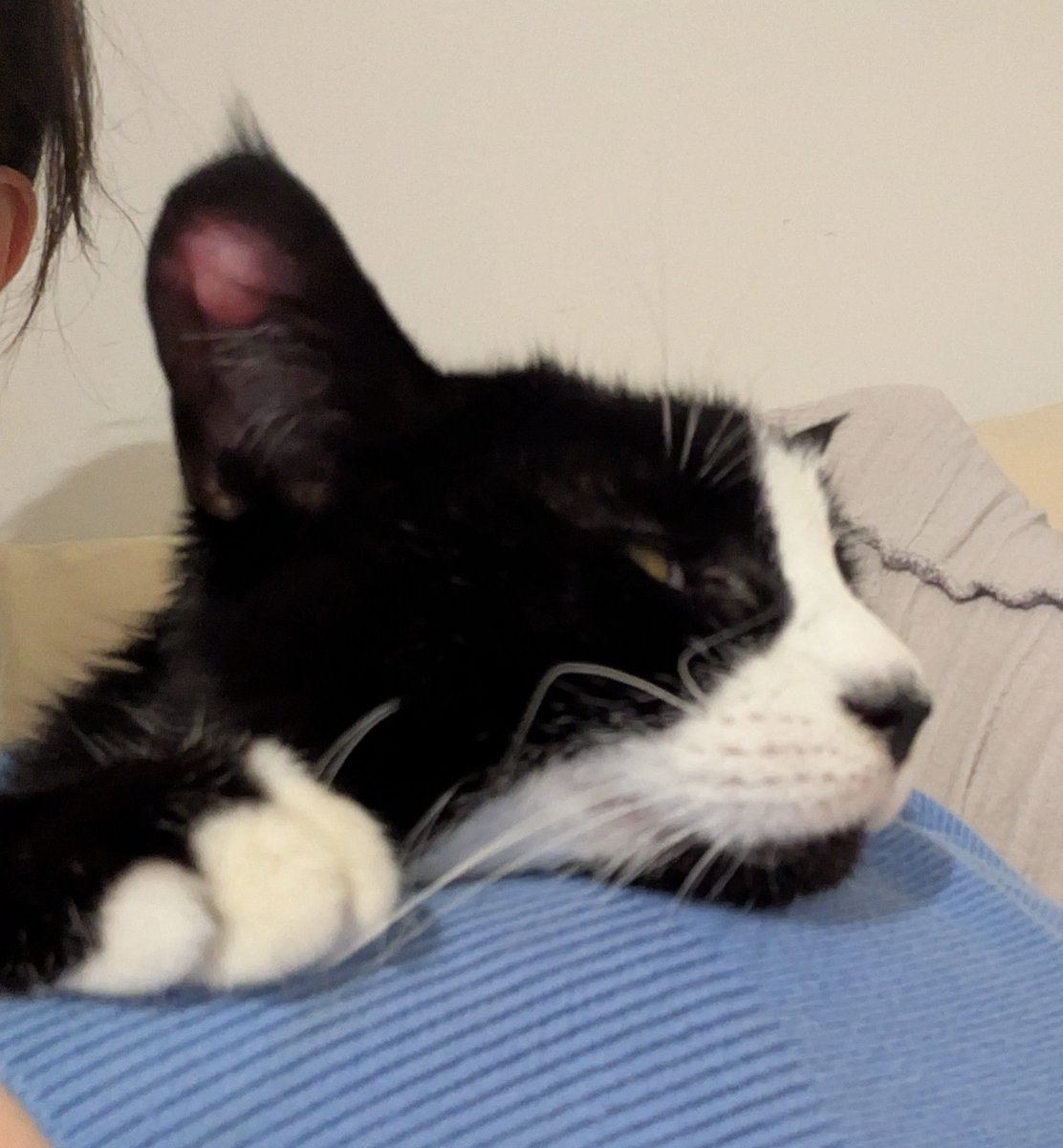 この写真の耳はもうありません。9月終わる頃にポチっとできたおできが、実は悪性腫瘍でした。
高齢だし体に無理な治療を避けたくて、慎重に検査などしている内にみるみる大きくなって、ただれてきてしまいました。
今日手術で、耳を切ることに。片耳がない猫となりました…
なんで腫瘍ができたのかは謎