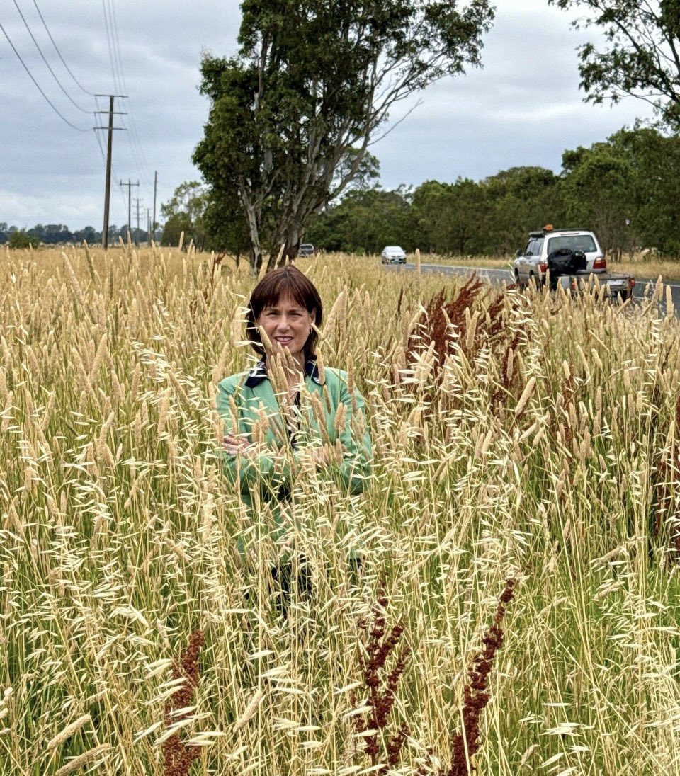 This is the roadside grass around Victoria.

Labor just let it grow out of control &amp; didn’t bother to cut it before  bushfire season.

They cut funding to councils also so they do less grass cutting now in council areas.

And we are in the middle of a drought &amp; everything is dry.