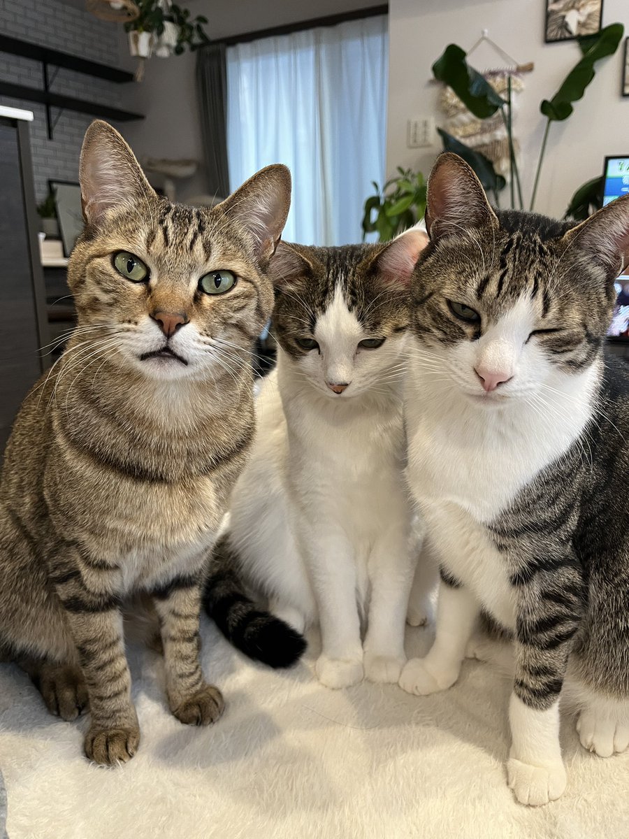 とらまるらんまる＋ (@to_ra_n_maru) / Posts / X