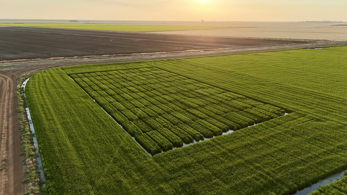 Rice Breeding Australia tweet media