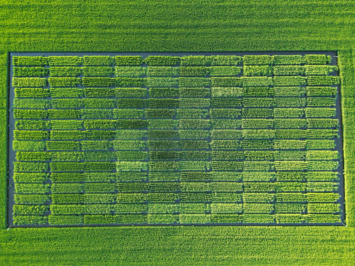Rice Breeding Australia tweet media