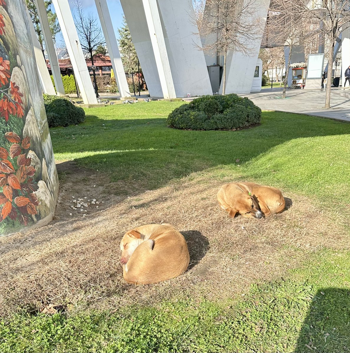 Günaydınnn🌻☕️😻
#SokakHayvanlarıSahipsizDeğil 
#FreeIran