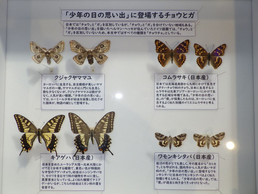 2階ひまわり広場に展示している昆虫標本を更新しました。今回は「知っ