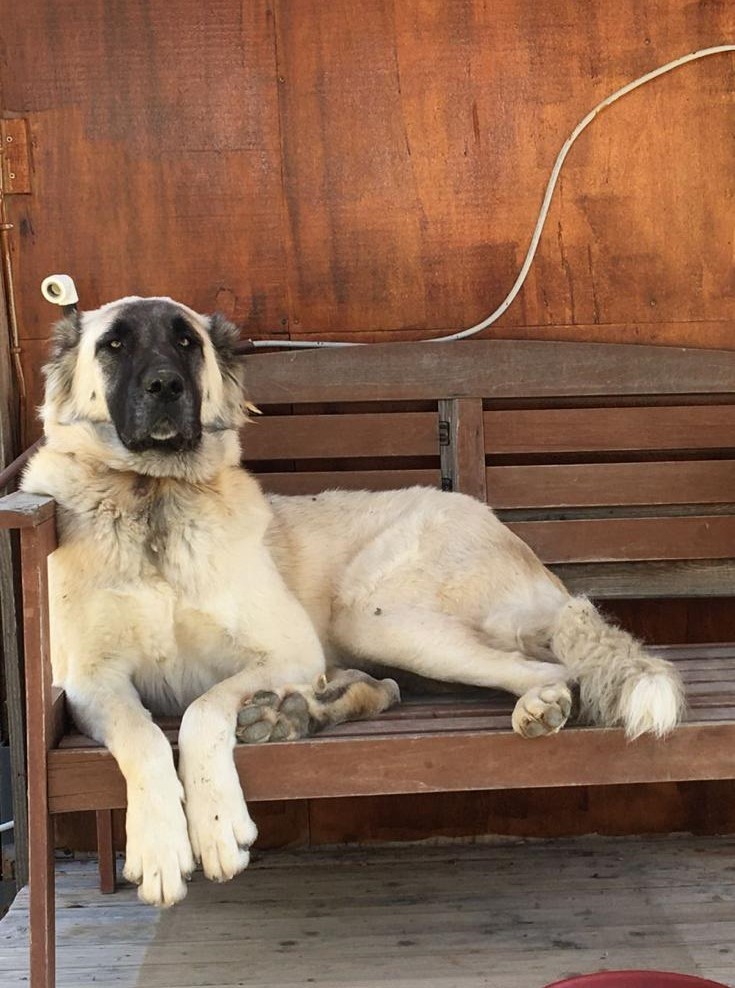 Bir cinayet daha!
Sahipli köpeği vurdular.

Muğla’nın Datça ilçesi Cumalı Mahallesi Çeşmeköy mevkiinde 2 Ocak Cuma günü akşam saatlerinde Özden Özkan’a ait "Pati" isimli köpek, birlikte yürüyüş yaptıkları esnada tüfekle vuruldu. Pati, tüm müdahalelere rağmen kurtarılamadı.