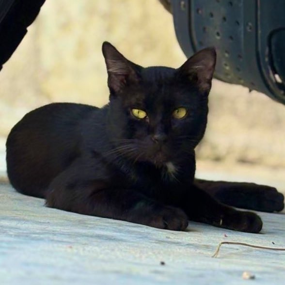 min min 🐱 tweet media