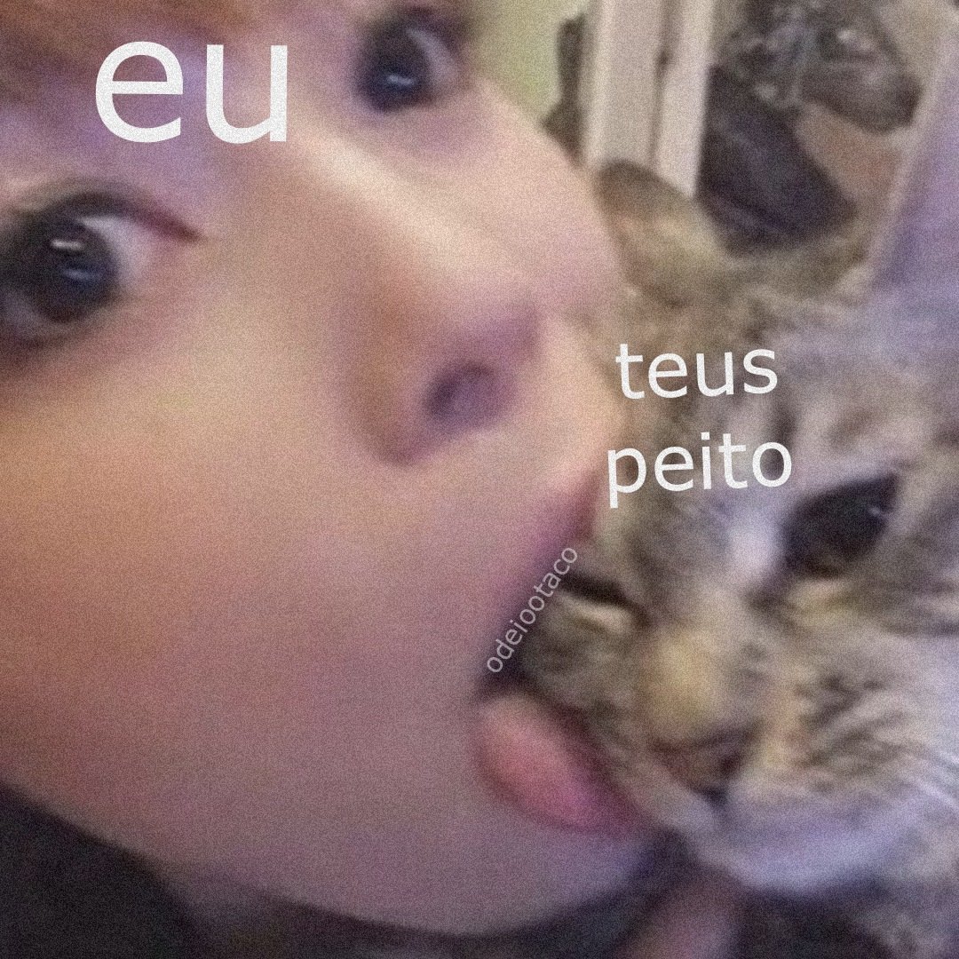 perfil dedicado a gatinhos e peitos tweet media