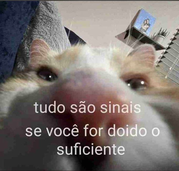 perfil dedicado a gatinhos e peitos (@odeiootaco) on Twitter photo 