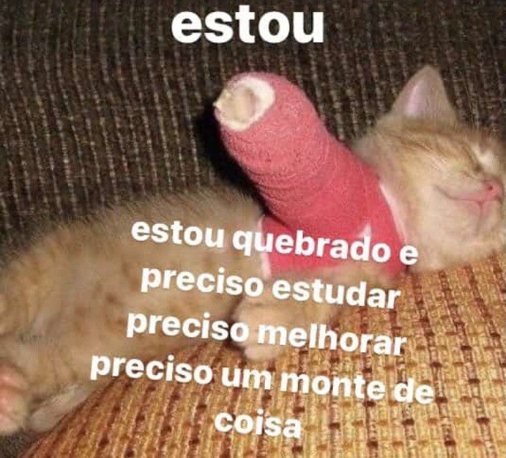 perfil dedicado a gatinhos e p3it0s tweet media