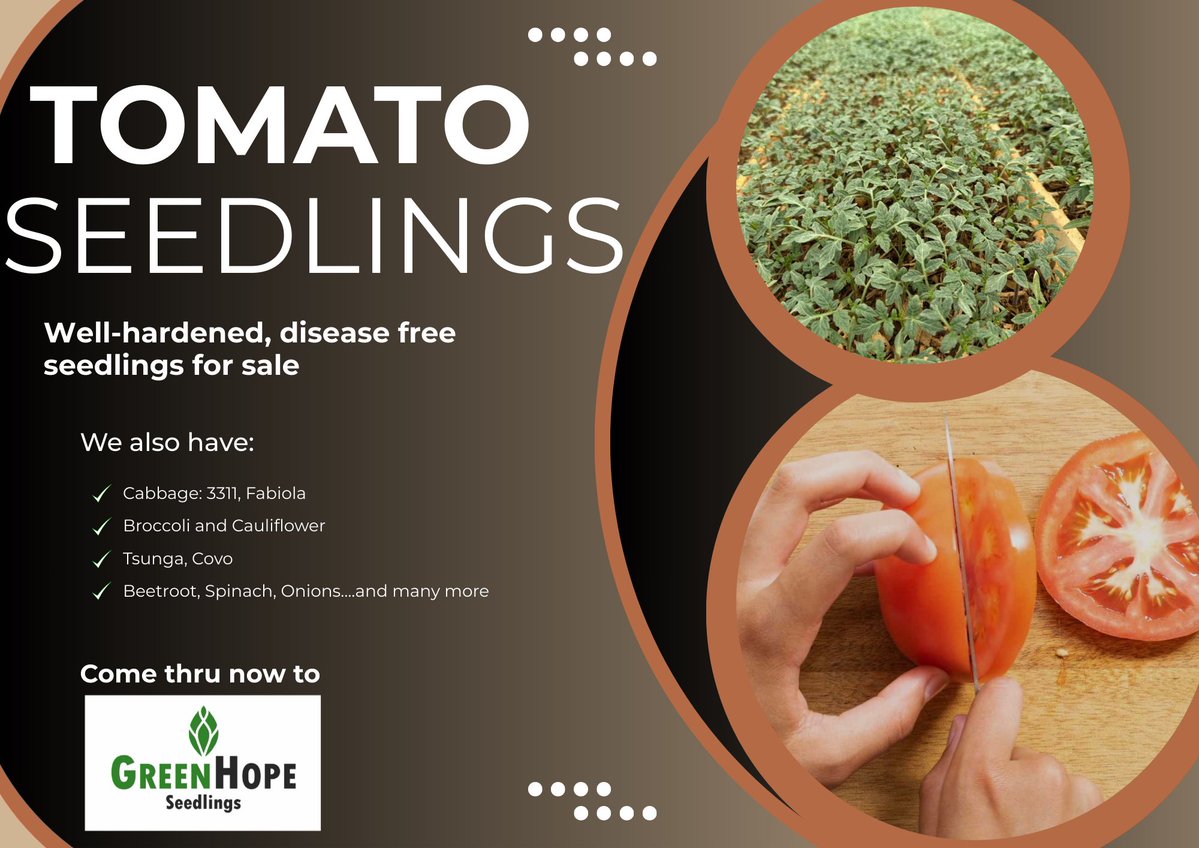 Disease-free, well-hardened seedlings for sale:
• Tomatoes: 9009, Royal Plus Chibli, Select
• ⁠Cabbage: 3311, Fabiola
• ⁠Broccoli and Cauliflower 
• ⁠Tsunga, Covo, Rape
• ⁠Beetroot, Spinach
• ⁠and many more

Elisha 078 160 9809

#Greenhopeseedlings 
#seedingyoursuccess